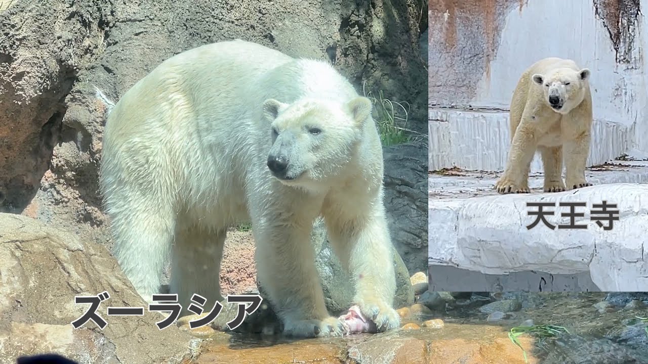 【ズーラシア】ホッキョクグマのイッちゃんお引っ越し後の変化は？/polar bear