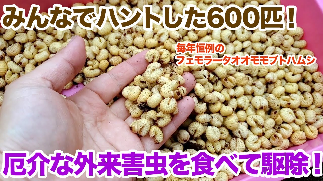 みんなでハントした600匹…！厄介な外来害虫を食べてみた！