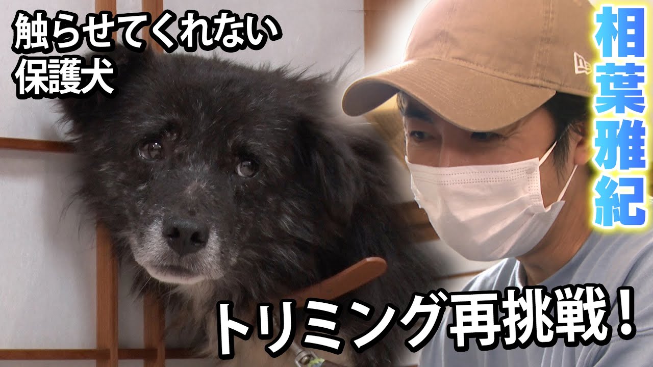 【相葉雅紀】触らせてくれない保護犬にトリミングリベンジ【保護犬レスキュー：part3】
