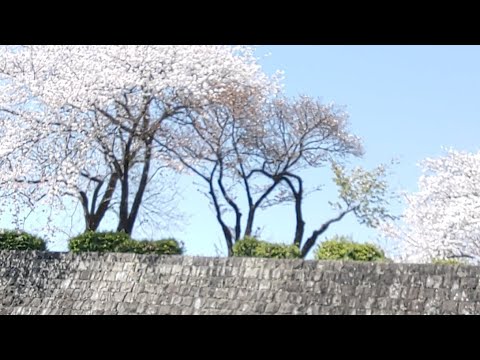 【大名行列】溝端淳平とココリコ田中直樹を見に静岡祭りに来たよ