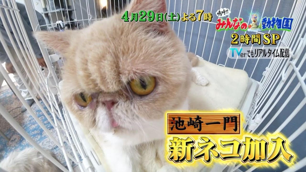【嗚呼!!みんなの動物園 4/29(土)よる7時放送】池崎一門にブサカワ猫ちゃん新加入！さらにネコ探偵がまたもや依頼解決!?【2時間スペシャル!!】