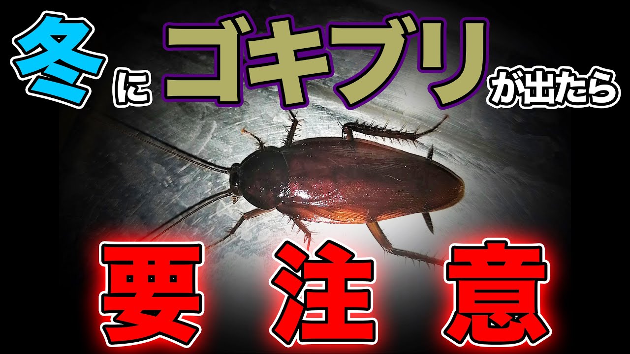【閲覧注意】冬にゴキブリが出たら今年の夏ヤバい？！対処法を害虫駆除のプロが教えます。