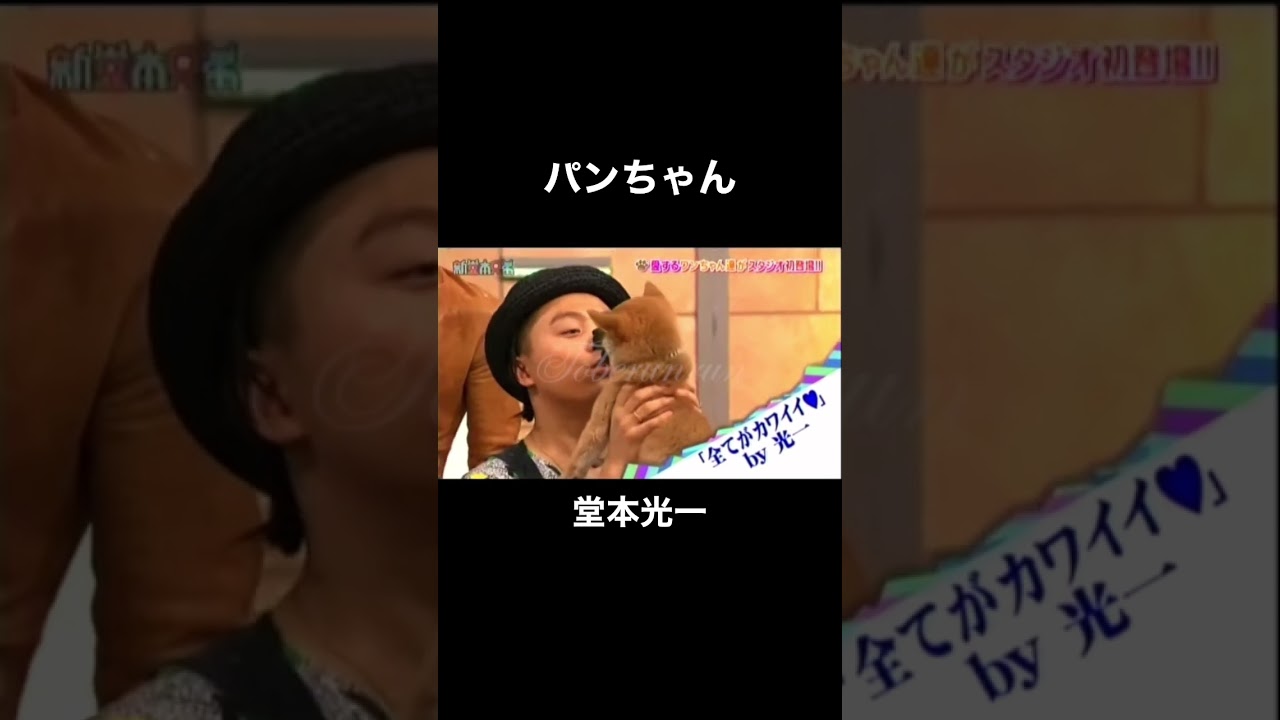 パンちゃん  #shorts #kinki #キンキキッズ #堂本光一 #堂本剛 #かわいい #光ちゃん #剛くん #きゅんです #堂本兄弟 #仲良し #パンちゃん