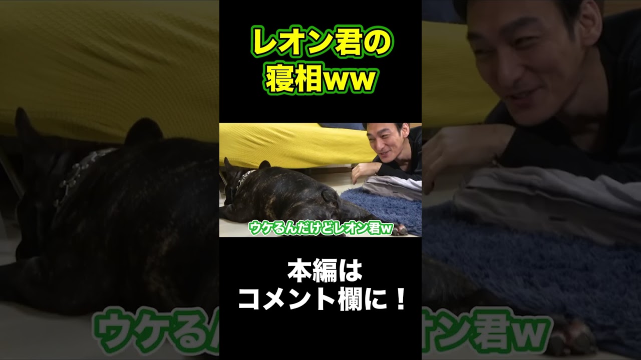レオン君の寝相が人間味溢れ過ぎてる件 #Shorts #草彅剛 #レオン君