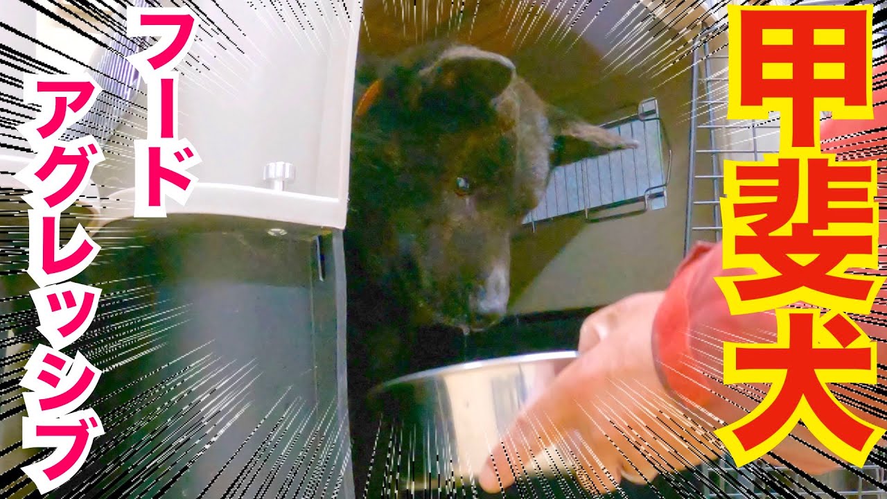 フードアグレッシブ＆早食いのリハビリリベンジ！【繁殖地獄から来た甲斐犬】