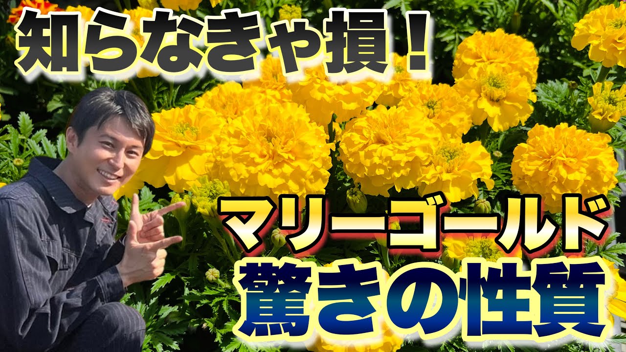 【輝く活躍！】マリーゴールドの驚くべき性質【育て方】【ガーデニング】【園芸】