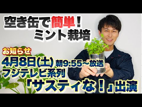 【空き缶を再利用！】誰でも簡単ミント栽培【増やし方】【園芸】【ガーデニング】