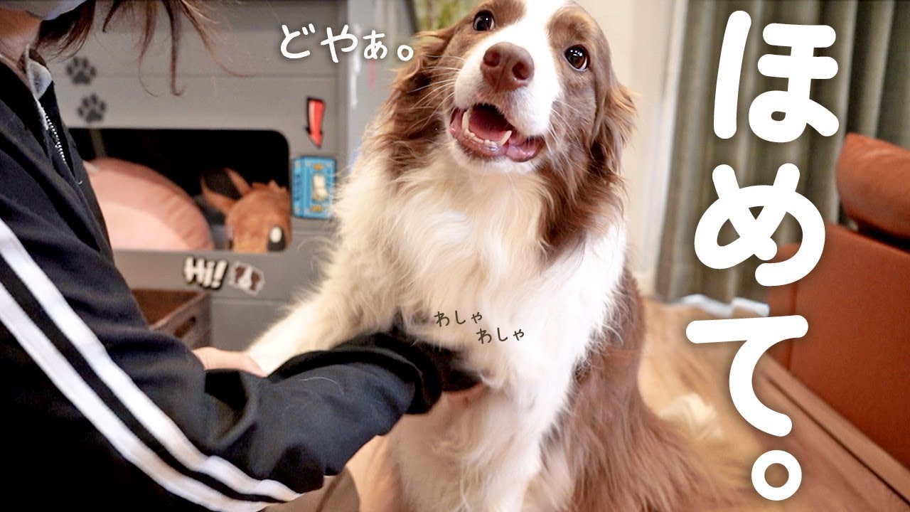 嫌いなお手入れの後は褒められてドヤ顔になっちゃうボーダーコリーが可愛いすぎるｗ