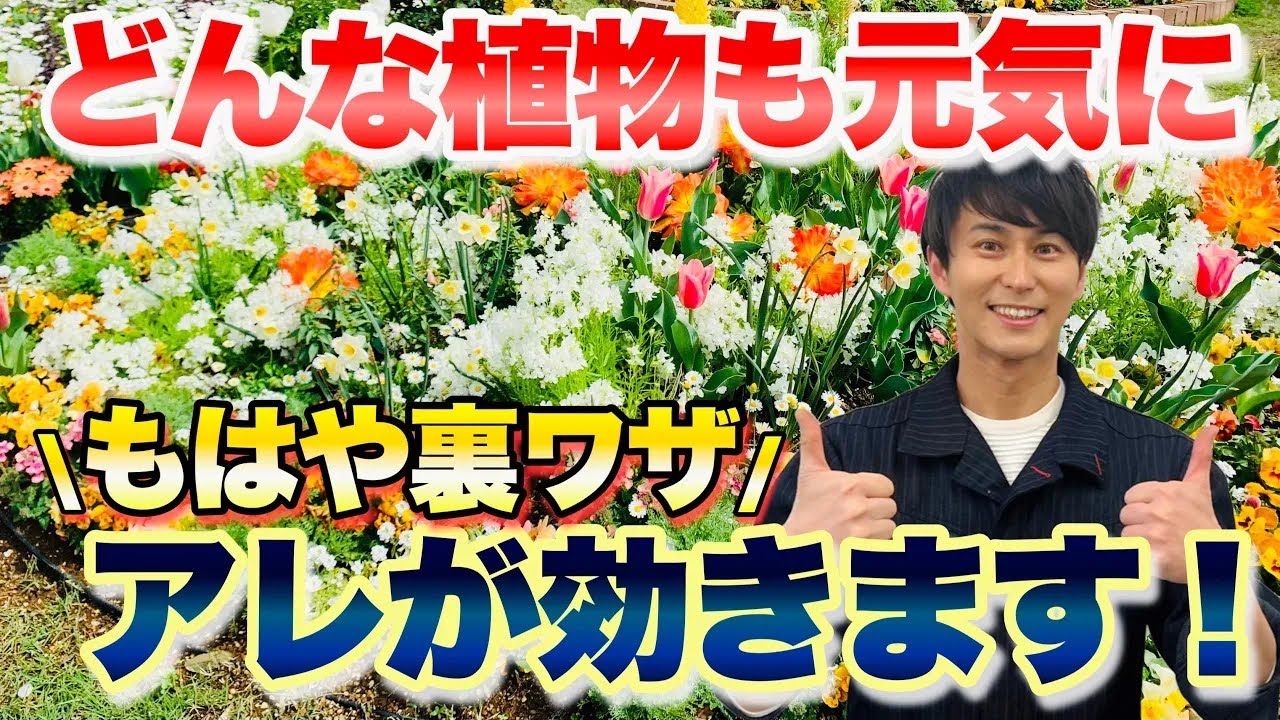 【プロ御用達】ギネスにもなっちゃうスゴい力！植物にもアレが効くんです【ガーデニング】【園芸】