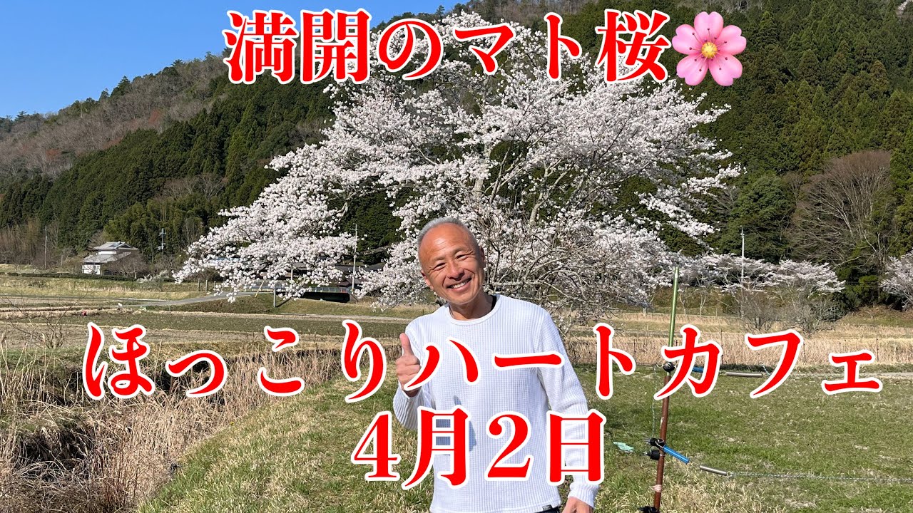 【ほっこりハートカフェ】4月2日/満開のマト桜紹介‼︎🌸