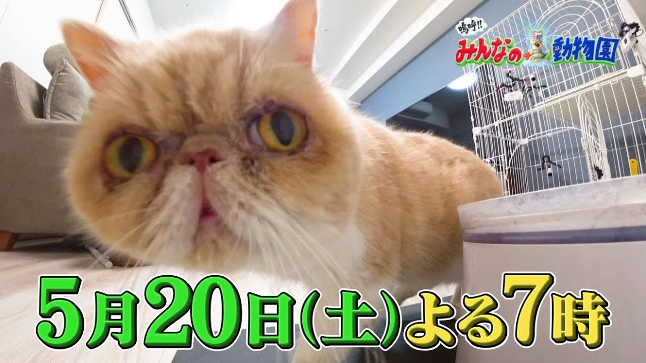 「嗚呼!!みんなの動物園」5月20日土曜よる7時放送！トリミングにKing & Prince岸くん参戦！ティモンディ前田とブサカワ保護猫「むぅ」、いよいよケージオープン！反応は？