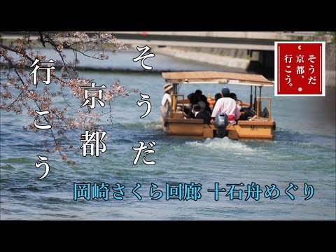 京都桜【最終章】平安神宮、岡崎さくら回廊 十石舟めぐり　岡崎疎水から風にそよぐシダレザクラの小路を歩く植物園鴨川沿い枝垂れ