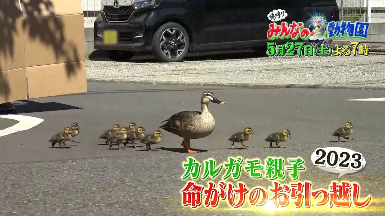 【嗚呼!!みんなの動物園 5月27日土曜よる7時放送】今年も密着！カルガモ親子・命がけのお引っ越し2023！ヒナたちを全員連れ、無事引っ越せるのか…！？