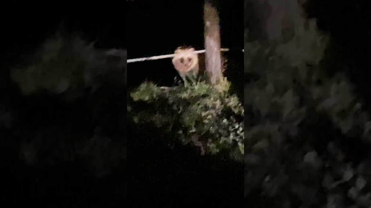 毎晩自宅周辺に現れるタヌキ　#shorts