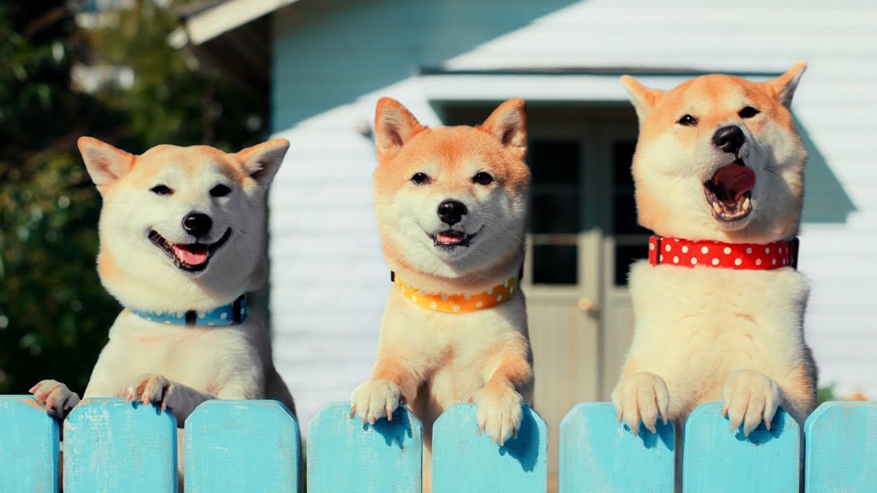 DAIHATSU Mira e:S CM 「オールインワン！なミラ イース」篇 15秒 ST