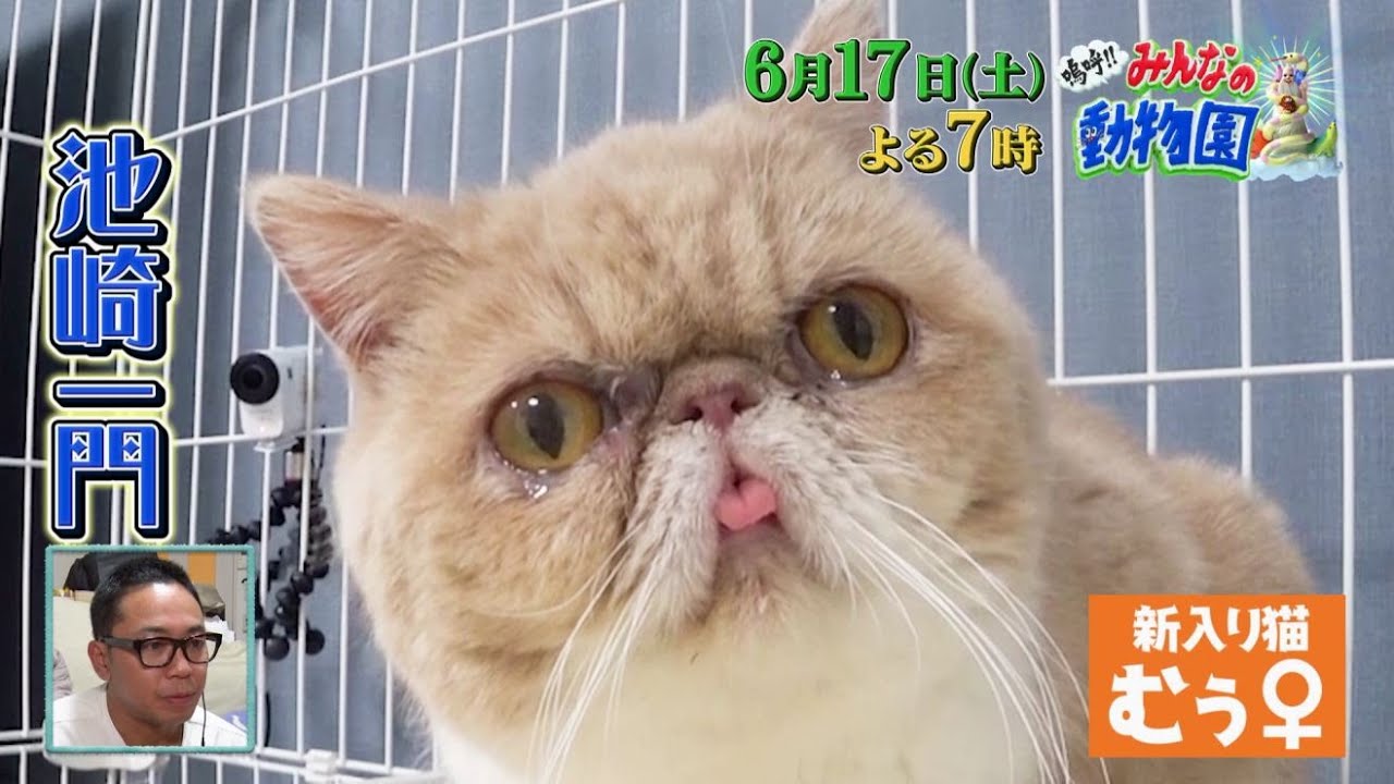 「嗚呼!!みんなの動物園」6月17日土曜よる7時放送！池崎一門の新入り保護猫むぅちゃんがパイセン猫とバトル勃発！仲直りできるのか！？ティモンディ前田との関係にも変化が…