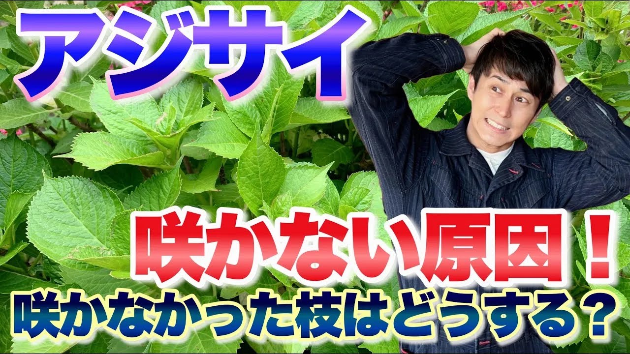【要チェック！】アジサイが咲かない原因はこれ！剪定方法も徹底解説【ガーデニング】【あじさい】【紫陽花】【園芸】