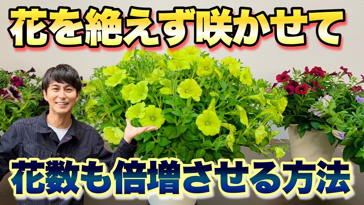 【簡単実践！】ペチュニアの花を絶やさず 倍に増やす方法を教えます【ガーデニング】【園芸】