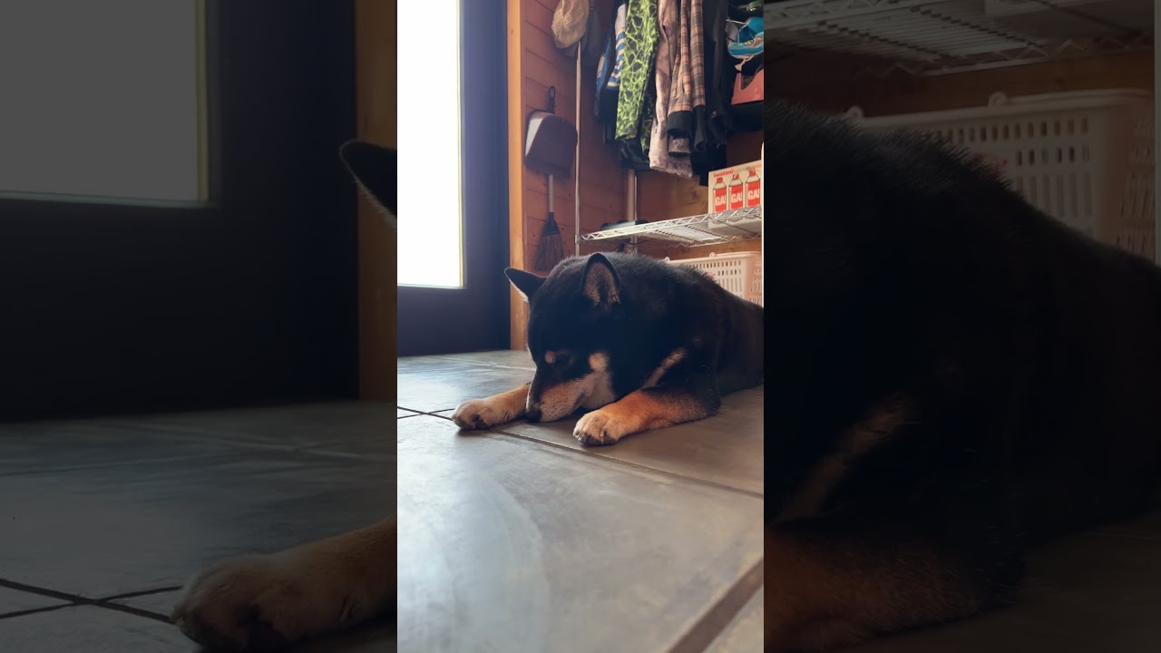 おやつ後の一服　柴犬と暮らす丸坊主　#dog #shibainu #shorts #ムロツヨシ