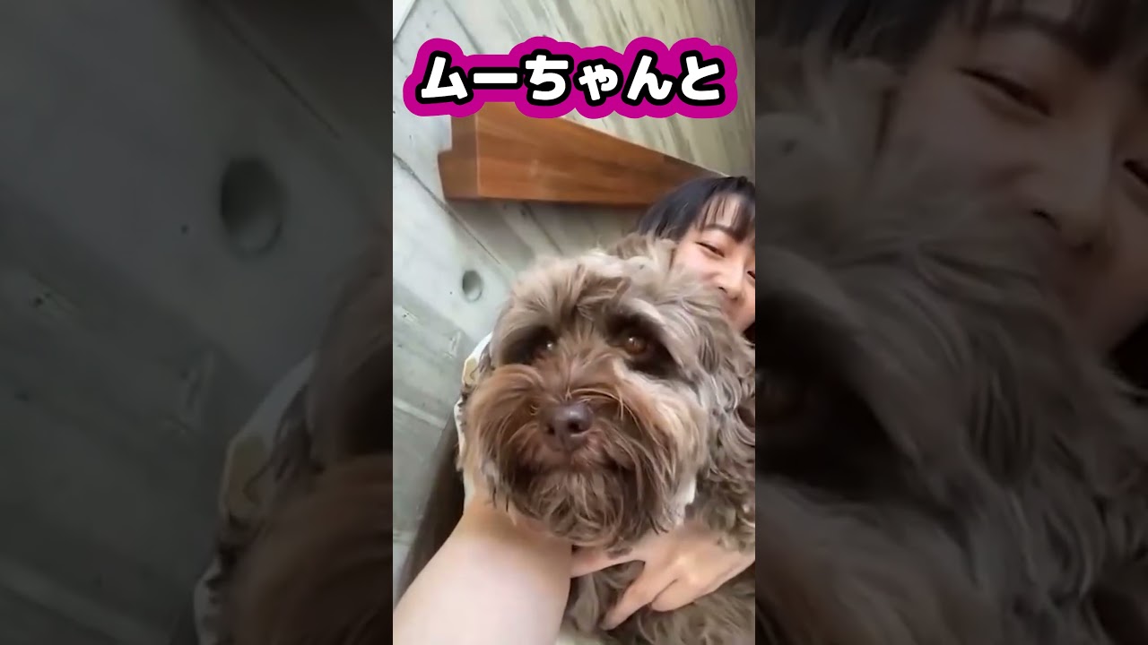 【キムタク娘】愛犬との可愛いツーショット #cocomi #koki #キムタク #娘 #工藤静香 #Shorts