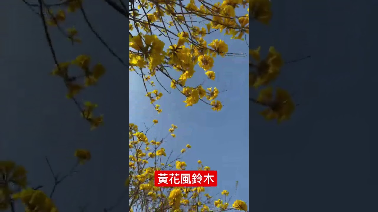 二仁溪 #黃花風鈴木 秘境 #shorts