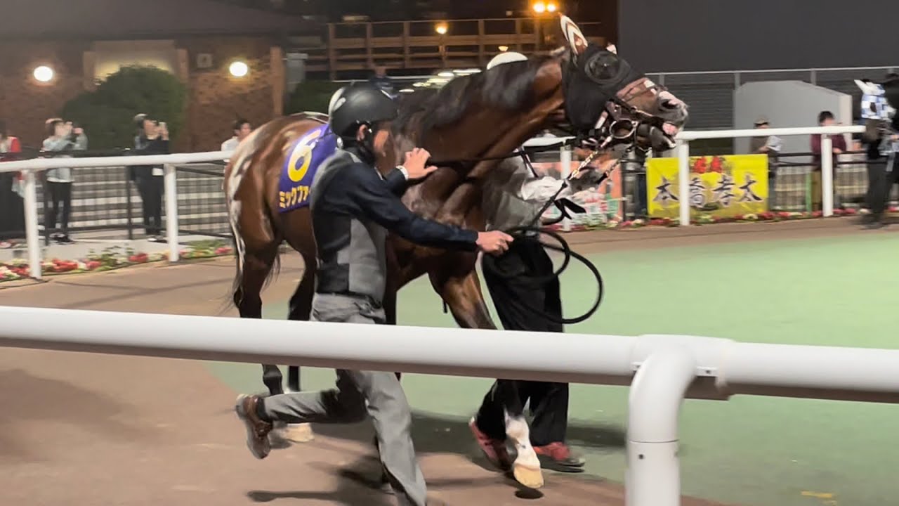 【羽田盃2023】レース前からファイア🔥が止まらないミックファイア