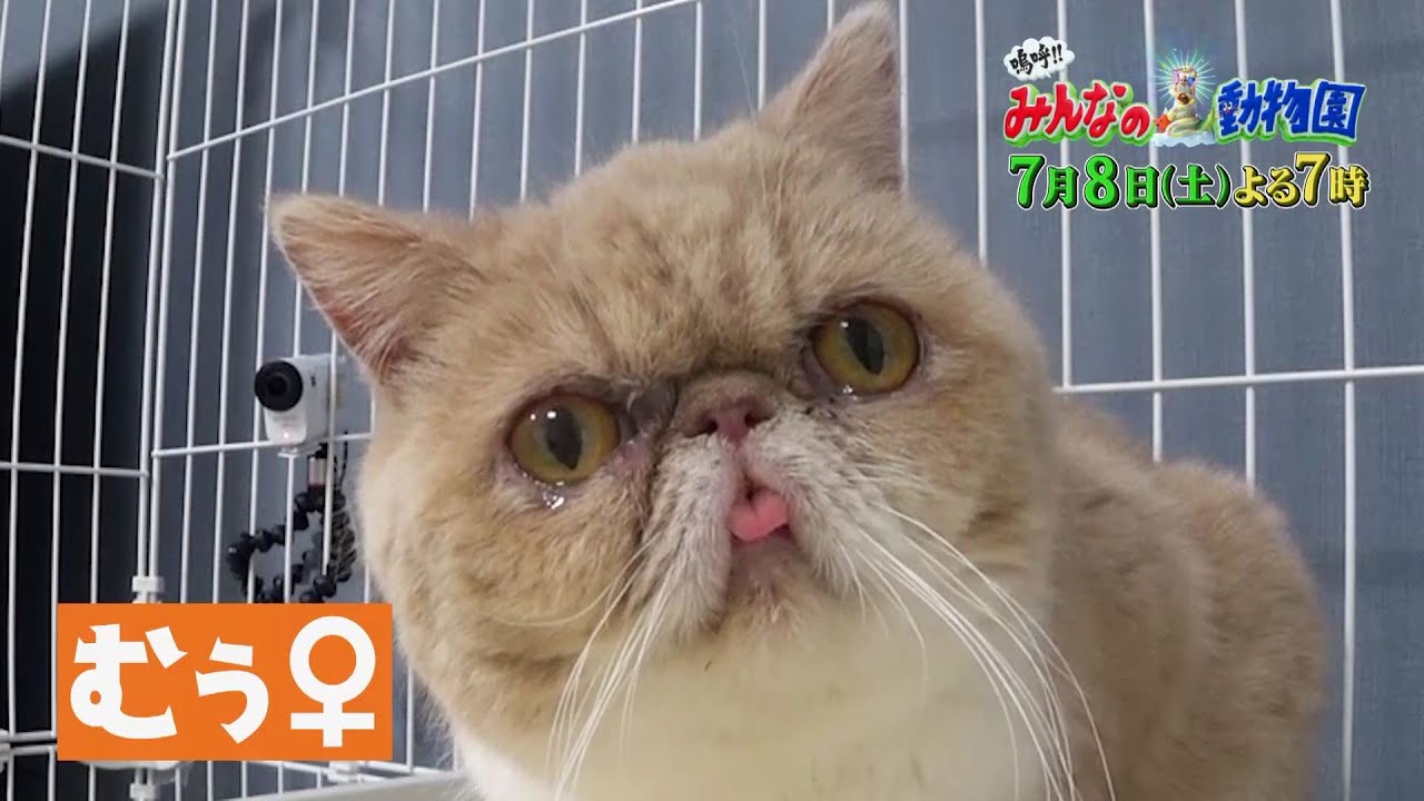 「嗚呼!!みんなの動物園」むぅばあ&相葉トリミングSP！7月8日土曜よる7時放送！