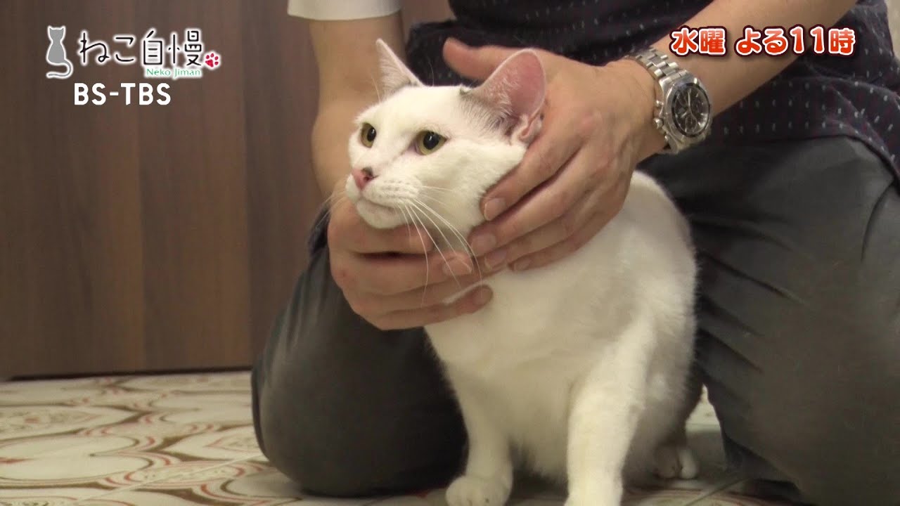 7/5(水)「ねこ自慢」U字工事が、猫好きが集まるシェアハウスへ！俳優・田中要次さんは猫好きお巡りさんに密着します♪