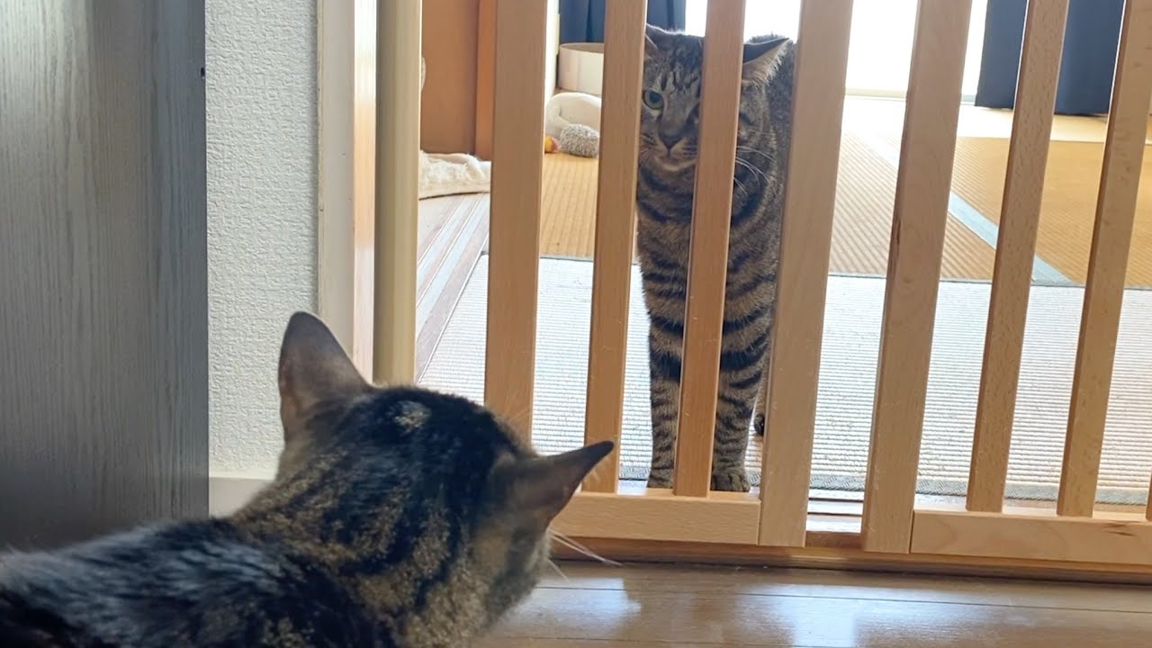 凶暴猫と狂暴猫が睨みあって喧嘩勃発...！？
