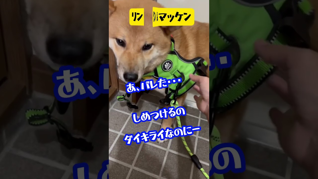 【 リン&マッケン 】#shorts #short #凛 #真剣佑 #姉弟 #ウィペット #柴犬 #ウィペット凛 #柴犬真剣佑 #リン #マッケン #いぬ