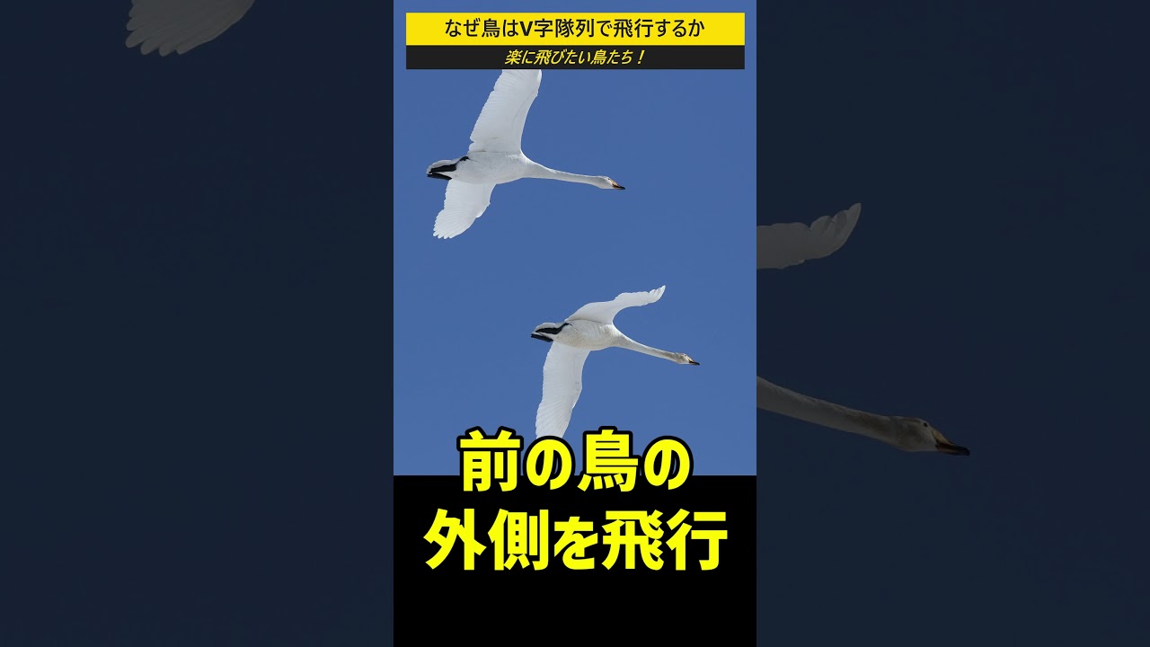 鳥がV字型の隊列を組んで飛ぶのはなぜか？ #shorts