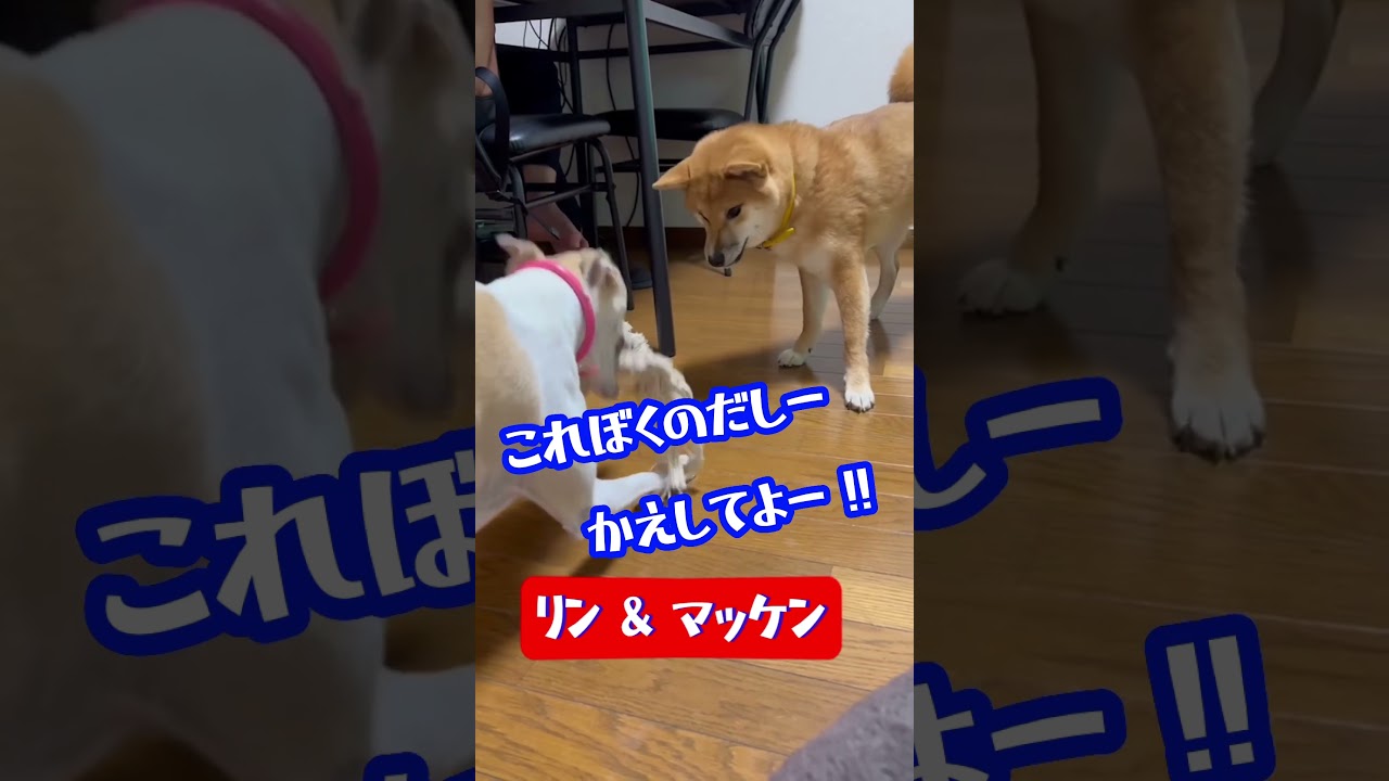 【 リン&マッケン 】#shorts #short #凛 #真剣佑 #姉弟 #ウィペット #柴犬 #ウィペット凛 #柴犬真剣佑 #リン #マッケン #いぬ