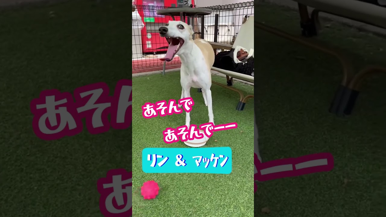 【 リン&マッケン 】#shorts #short #凛 #真剣佑 #姉弟 #ウィペット #柴犬 #ウィペット凛 #柴犬真剣佑 #リン #マッケン #いぬ