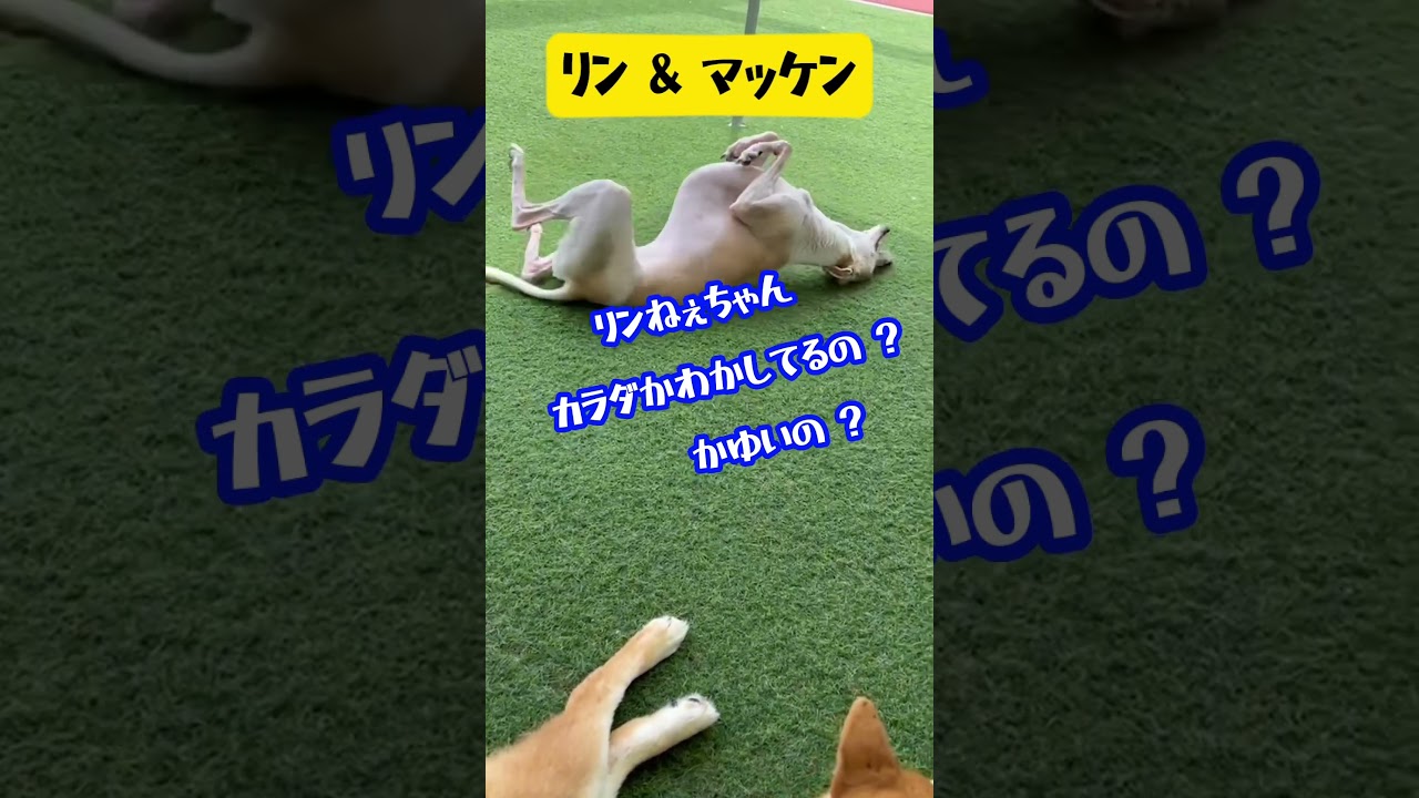 【 リン&マッケン 】#shorts #short #凛 #真剣佑 #姉弟 #ウィペット #柴犬 #ウィペット凛 #柴犬真剣佑 #リン #マッケン #いぬ