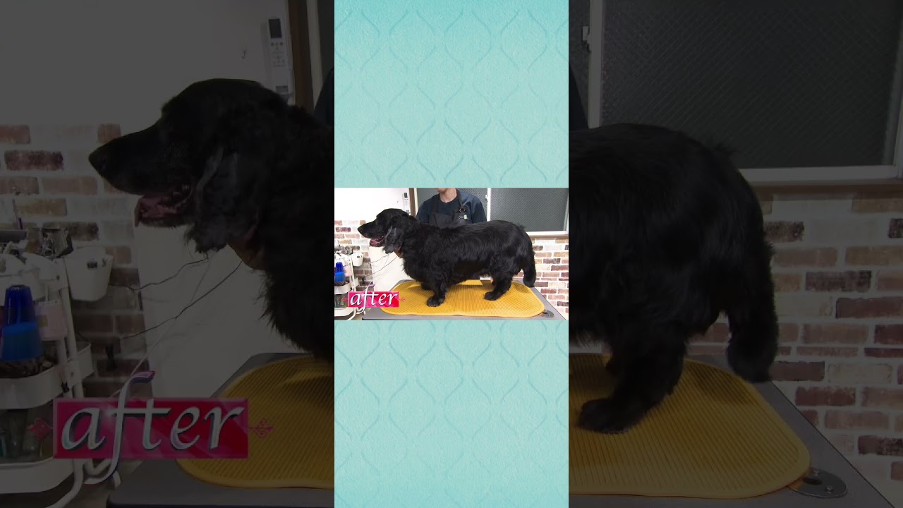 巨大な毛玉をひきずる子を相葉雅紀がトリミングで大変身！【嗚呼！！みんなの動物園】