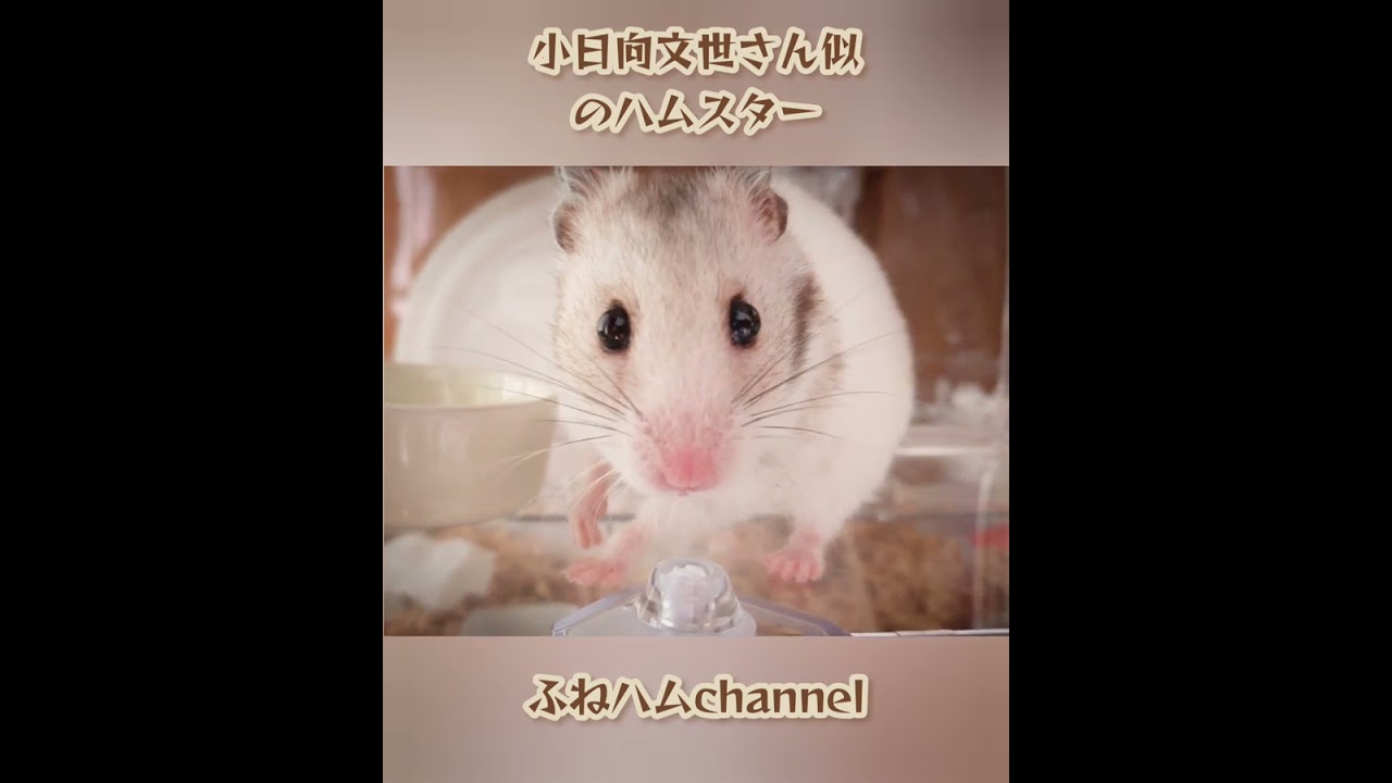 小日向文世さんに似ている!?ハムスター