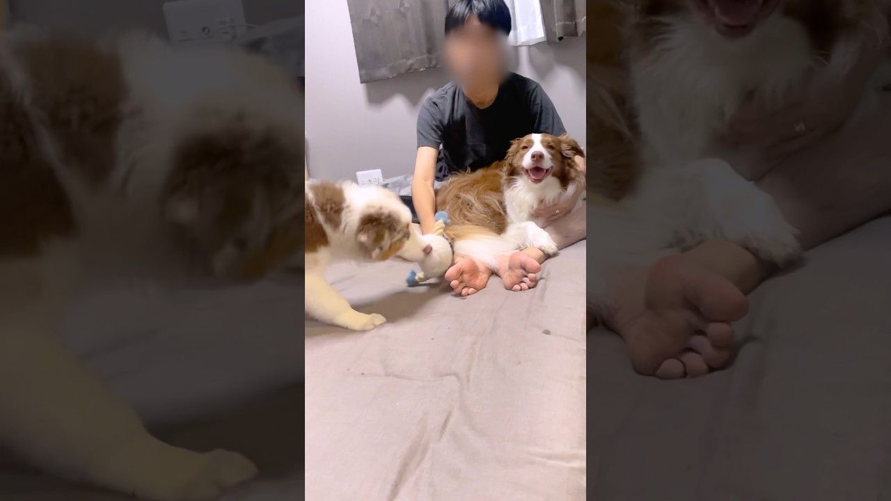 子犬が来ても今まで通りパパに甘えるボーダーコリーが幸せそうで可愛い♡ #shorts