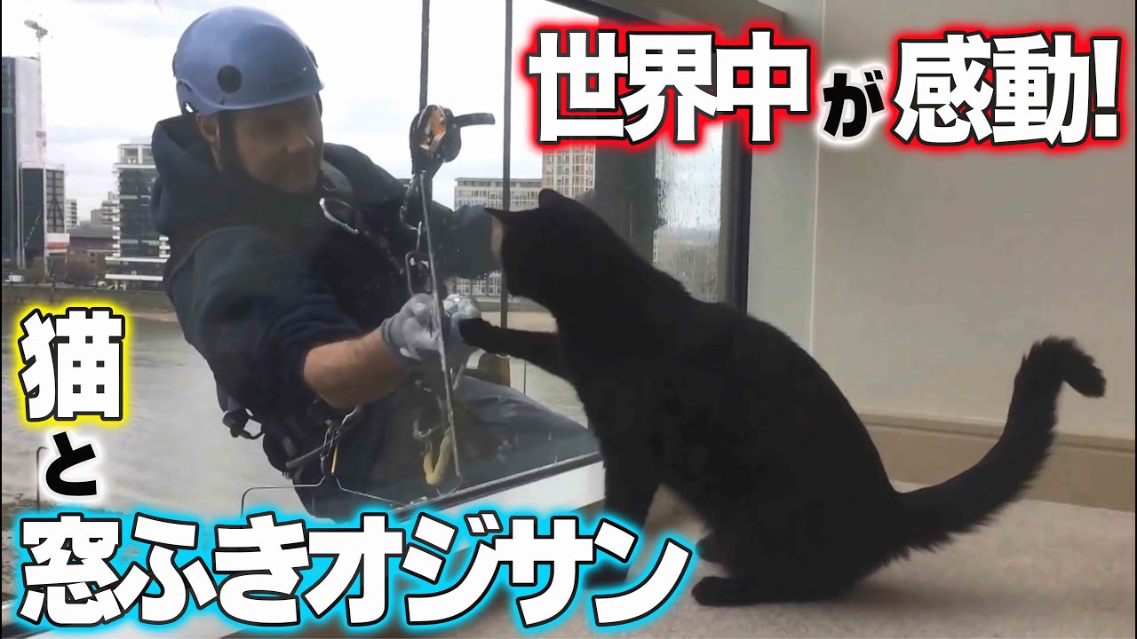 再生回数2900万回！世界中が感動！猫と窓ふきオジサン【ねこ自慢】