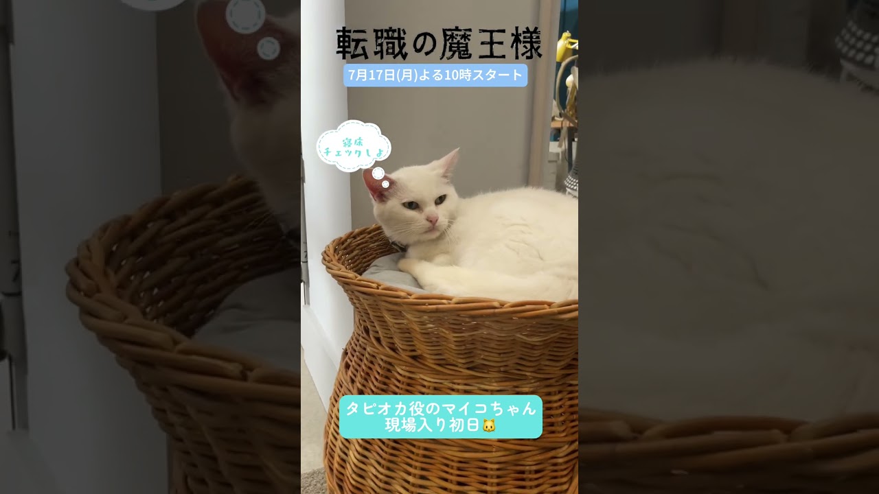 #転職の魔王様 【ベテラン女優猫🐱 マイコの撮影現場入り初日】