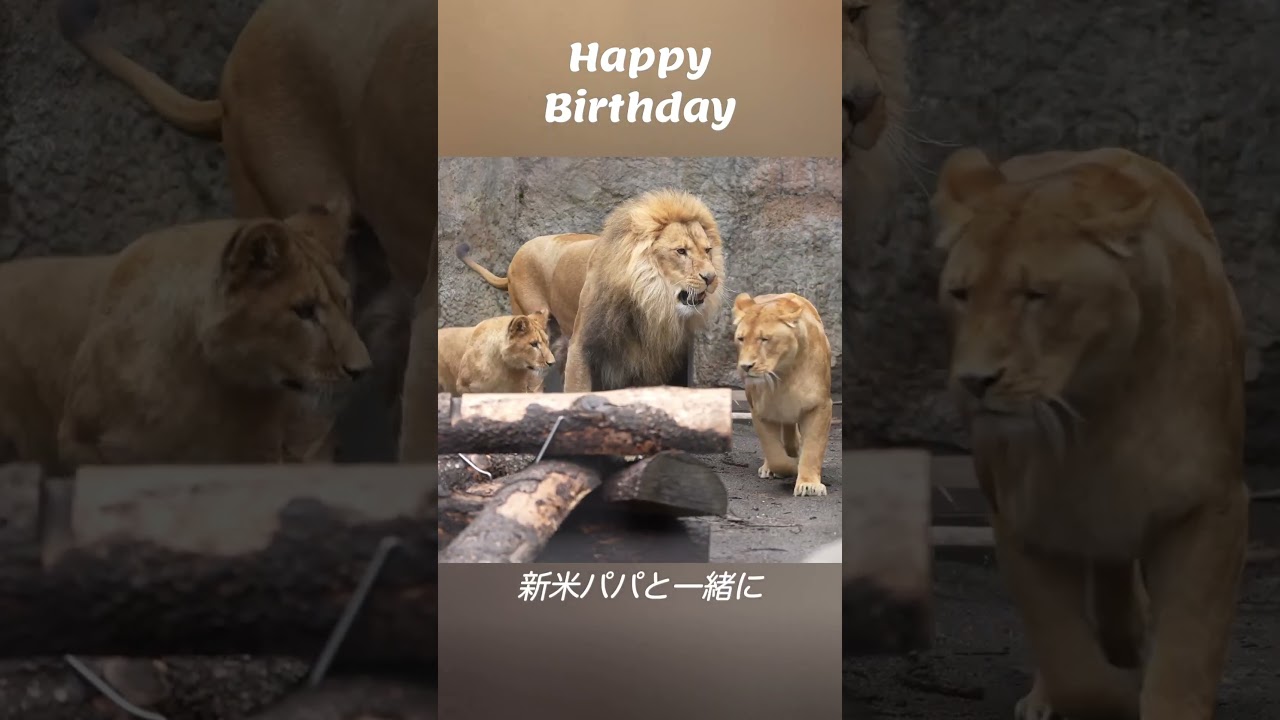 ライオン「イオ」3歳のバースデー　#shorts #旭山動物園 #ライオン #イオ #オリト #lion