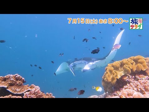 海外の旅はインドネシア・コモド島へ！ゲストの旅は鳥羽一郎＆勝俣州和！「旅サラダ」7月15日（土）放送