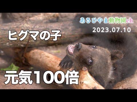 【元気100倍ヒグマの子】旭山動物園で保護されたヒグマの子：大きな丸太で遊ぶ姿が可愛すぎる！たくさん食べて遊んで大きくなれ！