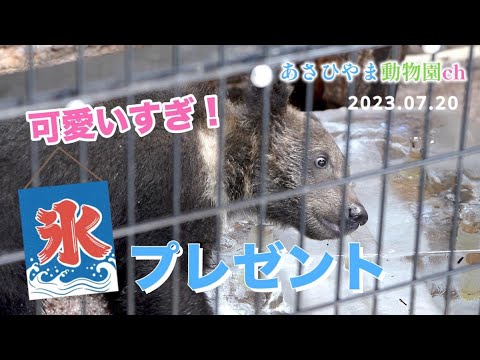 【ヒグマの子ども】旭山動物園の動物たちへ「氷のプレゼント」可愛すぎ！2023年7月20日