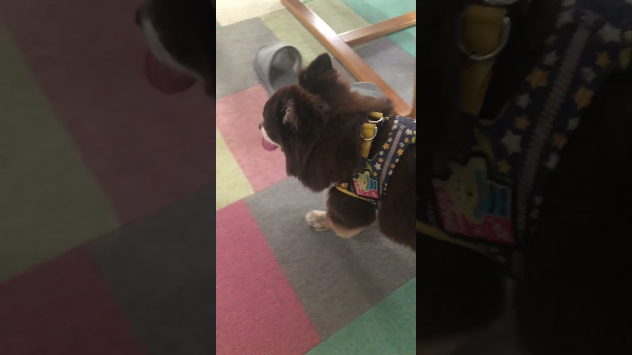 おデブチワワ　夏の散歩後・・・　#shorts