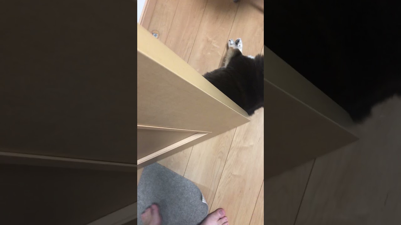 おデブチワワ　そこで寝なくても　#チワワ