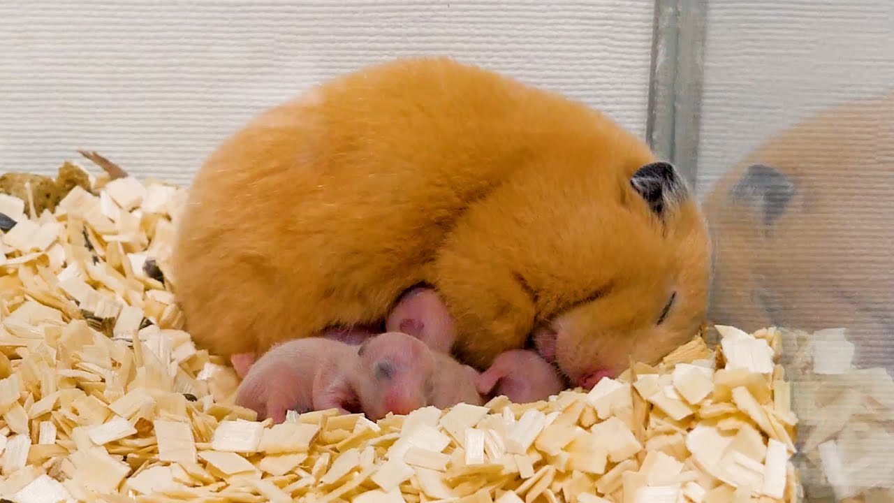 親と子の愛しい日常