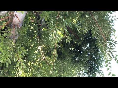 【８月12日ラジオ体操726日目】3連休中日いかがお過ごしですか