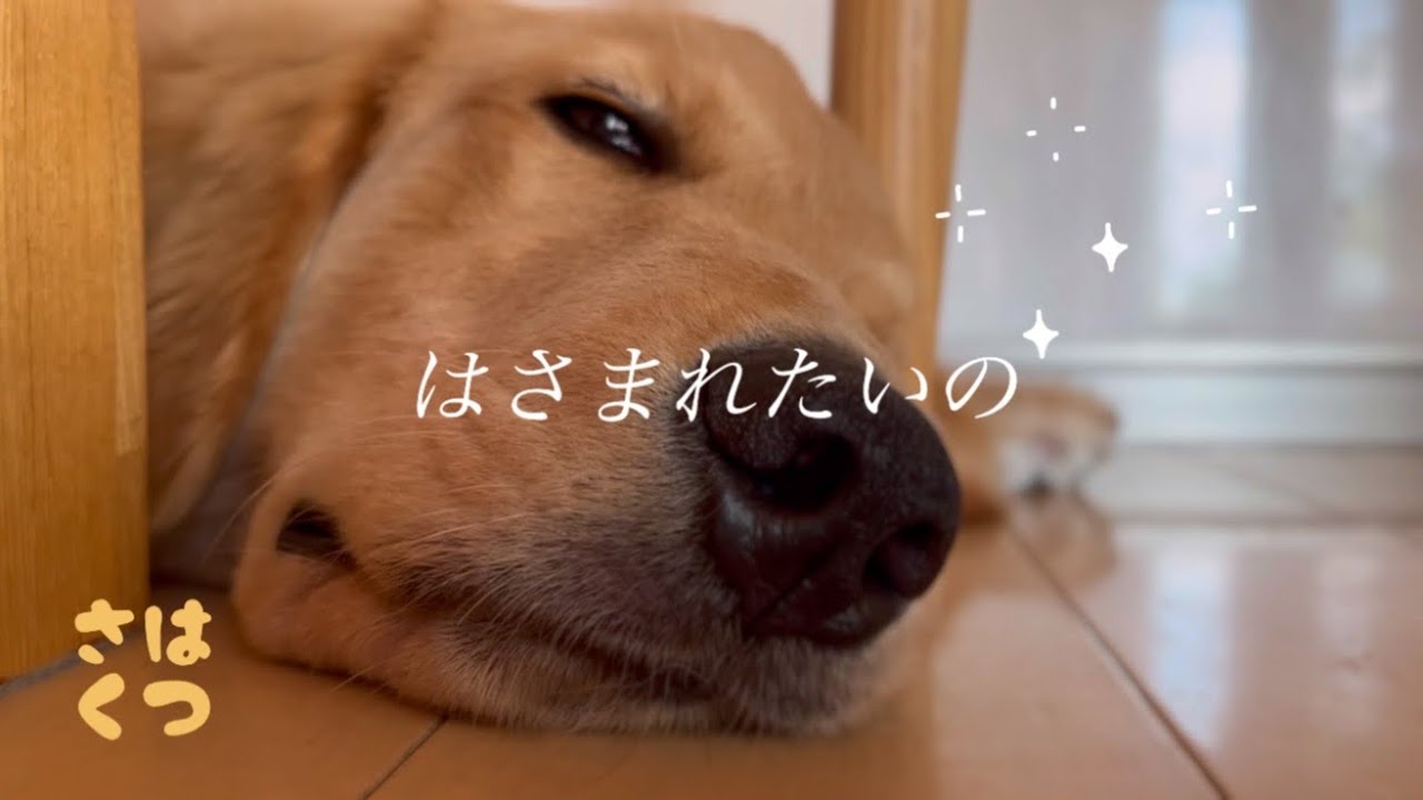 【大型犬】なにやら挟まったり潰れたりして眠る愛犬はっさく【ゴールデンレトリバー】寝方もクセ強め⭐️Golden Retriever⭐️大きいけどまだ子犬