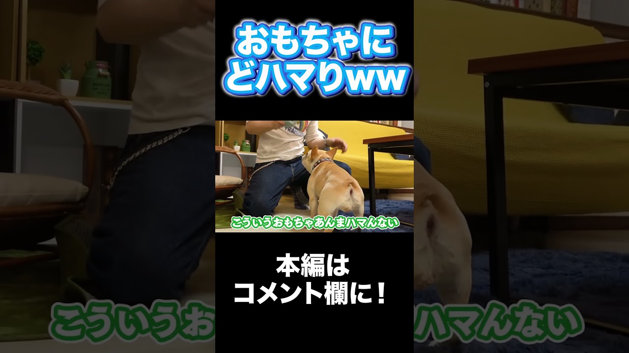 おもちゃにどハマりするクルミww  #Shorts #草彅剛 #クルミ