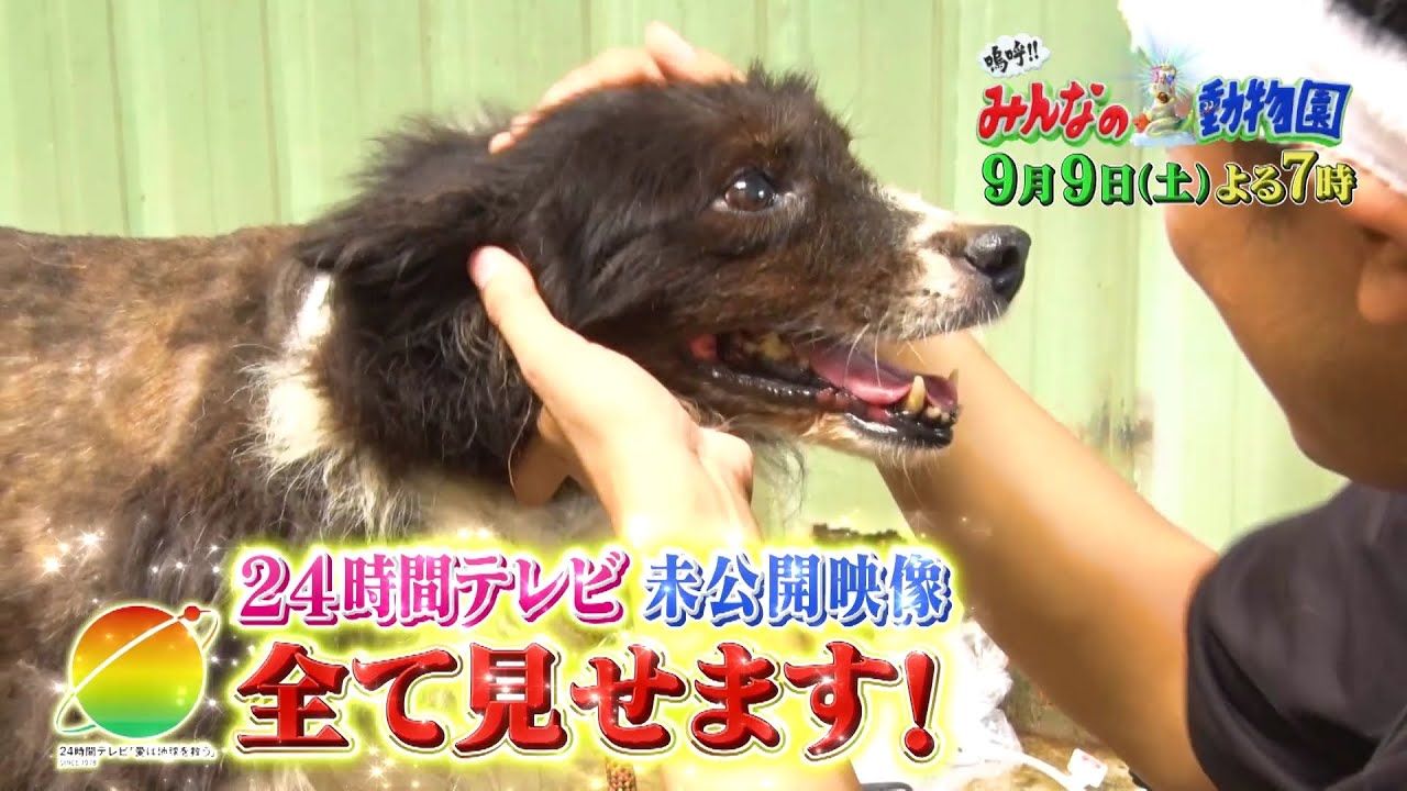 「嗚呼!!みんなの動物園」9月9日土曜よる7時放送！【相葉トリミングin台湾！24時間テレビ完全版スペシャル！】猫おじさんが保護犬トリミング初参戦！